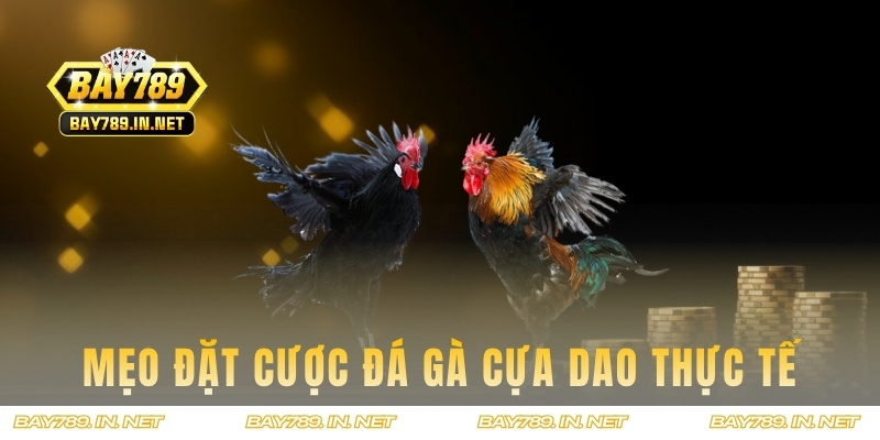 Bí kíp cược đá gà hiệu quả cho newbie